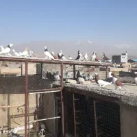 کفتر بم