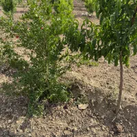زمین ۴ دیواری ۱۰۰۰ متری دوبر  قابل معاوضه با خودرو|فروش زمین و ملک کلنگی|اسلام‌شهر, شهرک واوان|دیوار