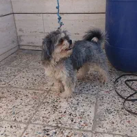 سگ پاکوتاه|سگ|خرمآباد, |دیوار