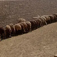 چهل راس میش آبستن مناسب داشت و پروار بدون بره|حیوانات مزرعه|تهران, آسمان|دیوار