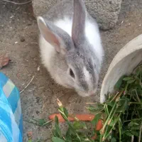 خرگوش|موش و خرگوش|ارومیه, |دیوار