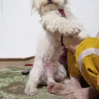 سگ شیتزو نر سفید|سگ|مشهد, کوی دروی|دیوار