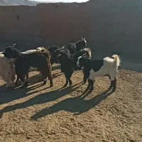 بزغاله نر|حیوانات مزرعه|تربت جام, جامرود|دیوار