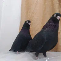 کبوتر صرب اصل|پرنده|صدرا-فارس, فاز ۱|دیوار