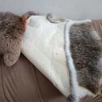 فروش پوست خرگوش باکیفیت|صنایع دستی و سایر لوازم تزئینی|شیراز, عفیفآباد|دیوار