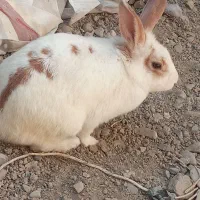 خرگ