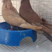 کبوتر سمیرم