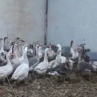 غاز و غوغاز تخم گذار از ۱۳۰۰ تا ۱۵۰۰|حیوانات مزرعه|صباشهر, |دیوار