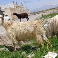 ۳ راس بز جوان بزغاله جوان