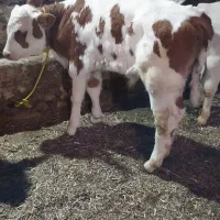 گوساله نر یک ماهه