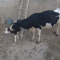 گاو حولشتاین با گوساله ماده