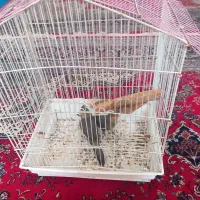 جوجه عروس هلندی