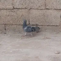 کبوتر پلاکی عراقی
