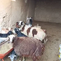 فروش انواع بز و کهره و بره چاق و خونگی