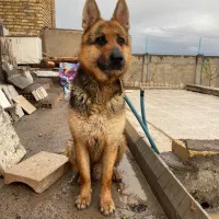 سگ ژرمن ۱۰ماهه