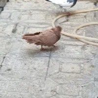 کبوتر|پرنده|ایلام, |دیوار