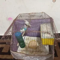 دو مرغ عشق