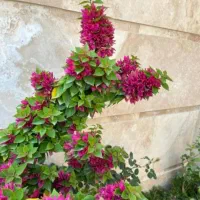 قابل گوشی  سبز ها