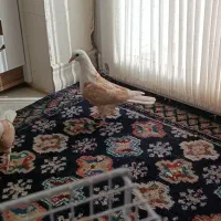 کله سفید کربلایی