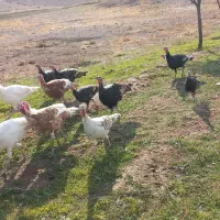 ۱۰ بوقلمون نر|حیوانات مزرعه|قره ضیاالدین, |دیوار