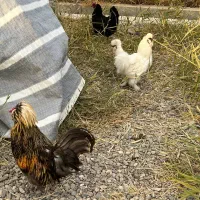 مرغ و خروس مینیاتوری