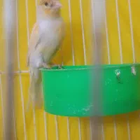 قناری موزایکی|پرنده|مشهد, شیرحصار|دیوار