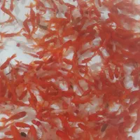 پخش عمده ماهی قرمز|ماهی|یزد, |دیوار