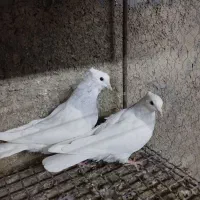 طوقی آبی بدون غلط|پرنده|اصفهان, نصرآباد|دیوار