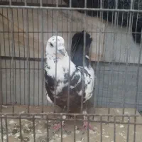 کبوتر