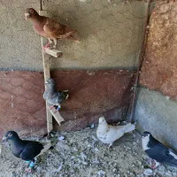 کفتر