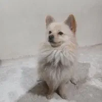 سگ نژاد پامر شیتزو