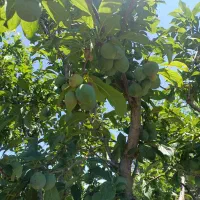 باغچه-الوان-جاده-سرو-حاجی-آباد