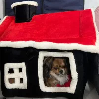 واگذاری سگ پیکینیز