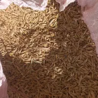 جو محلی|خدمات باغبانی و درختکاری|گرمخان, |دیوار