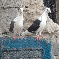 کبوتر پلاکی