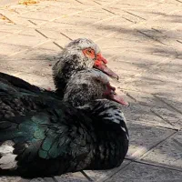 اردک اسرائیلی نر