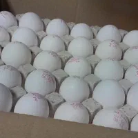 پخش تخم مرغ زرده طلایی (مستقیم از مرغداری)