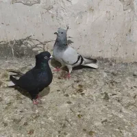 دم سفیدماده شعمک تخت