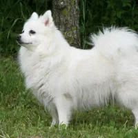 جاپانیر اشپیتژ شناسنامه دار واکسن کامل