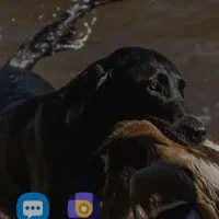 واگذاری توله پونیتر اصل حرفه ای