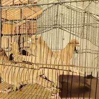 زرد کرمونی|پرنده|زرند, |دیوار