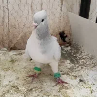 نرساده مگسی|پرنده|فرح دشت, |دیوار