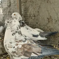 کبوتر پرشی