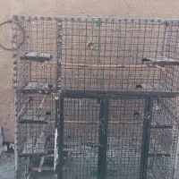 گنجه کفتر یا کبوتر|لوازم جانبی حیوانات|قرچک, باقرآباد|دیوار