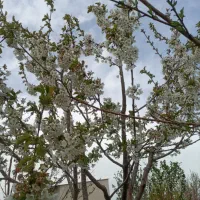 باغ در شربیان|فروش خانه و ویلا|مهربان, |دیوار