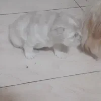 شیتزو بهمراه توله|سگ|خمینی‌شهر, |دیوار