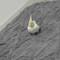 برزیلی و عروس هلندی|پرنده|بندر ماهشهر, |دیوار