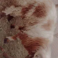 بره نر پرواری