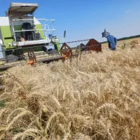 بذر گندم بوجاری شده