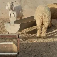 قوچ نری کهره بره بز میش و کاور|حیوانات مزرعه|سیرجان, |دیوار